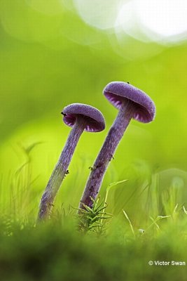 Amethistzwam Laccaria amethystina.JPG