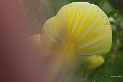 Gele wasplaat  Hygrocybe chlorophana.JPG