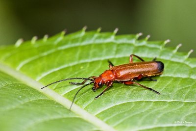 kleine rode weekschildkever Rhagonycha fulva.jpg