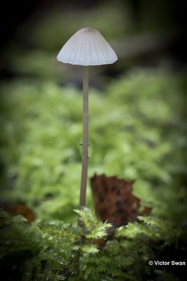 Melksteelmycena  Mycena galopus.jpg