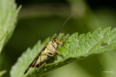 Gewone schorpioenvlieg Panorpa communis.jpg