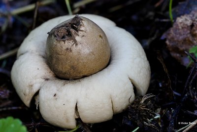 Gewimperde aardster Geastrum fimbriatum.jpg