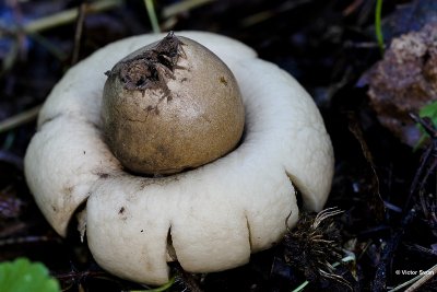 Gewimperde aardster  Geastrum fimbriatum.jpg