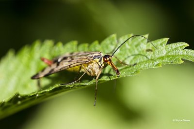 Gewone schorpioenvlieg Panorpa communis.jpg