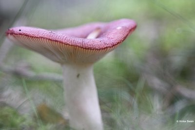 Braakrussula Russula emetica.jpg