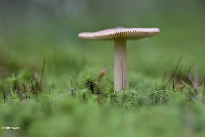 Roodbruine slanke amaniet   Amanita fulva.jpg