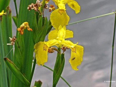Gele lis  Iris pseudacorus.jpg