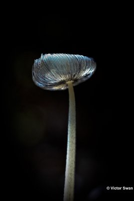 Hazenpootje  Coprinus lagopus .jpg