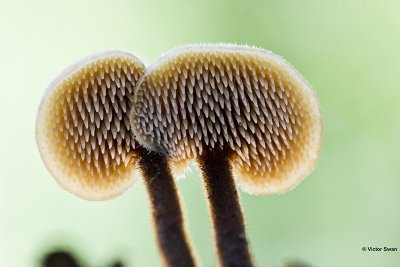 Oorlepelzwam Auriscalpium vulgare.jpg