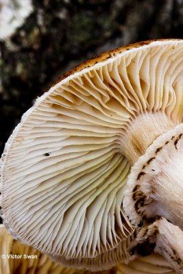 Sombere honingzwam  Armillaria ostoyae.jpg