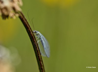 Gewone gaasvlieg Chrysopa perla.jpg