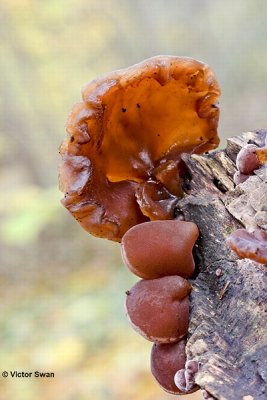 Judasoor  Auricularia auricula-judae.jpg