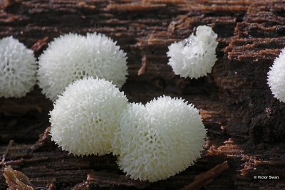 Ceratiomyxa porioides .JPG