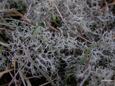 Open Rendiermos - Cladonia portentosa.JPG