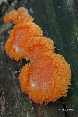 Rossig buiskussen Tubulifera arachnoidea .jpg