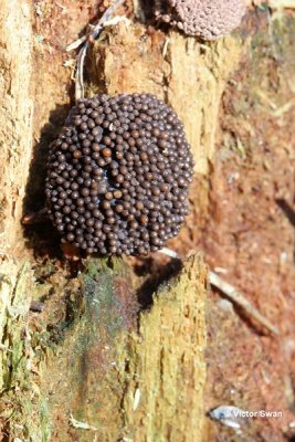 Rossig buiskussen  Tubulifera arachnoidea.JPG