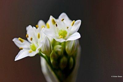 Chineese bieslook  Allium tuberosum.jpg