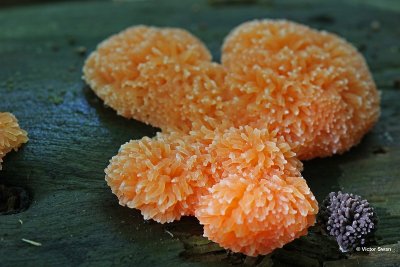 Rossig buiskussen Tubulifera arachnoidea.jpg