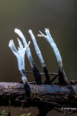 Geweizwam Xylaria hypoxylon.jpg