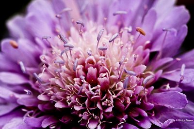 Schurftkruid Scabiosa columbaria .jpg