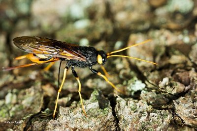 Reuzenhoutwesp Urocerus gigas.jpg