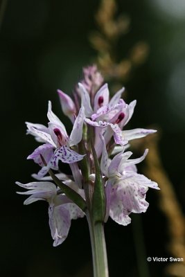 Gevlekte orchis  Dactylorhiza maculata.jpg