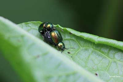 Groen zuringhaantje Gastrophysa viridula.jpg