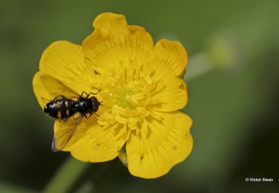 Korte platbek Pipiza quadrimaculata.jpg
