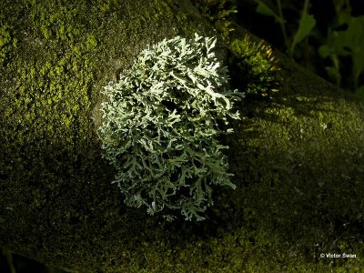 Eikenmos Evernia prunastri.jpg