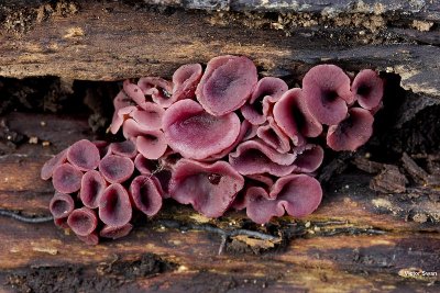 Grootsporige Paarse Knoopzwam Ascocoryne cylichnium.jpg