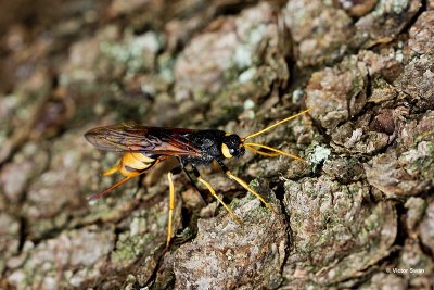 Reuzenhoutwesp Urocerus gigas.jpg