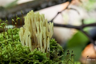 Rechte koraalzwam Ramaria stricta.jpg