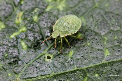 Groene stinkwants Palomena prasina.jpg