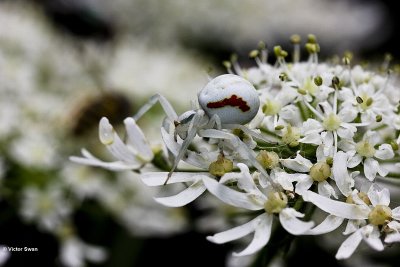 Gewone kameleonspin  Misumena vatia.jpg