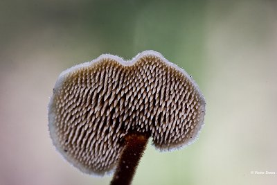 Oorlepelzwam  Auriscalpium vulgare.jpg