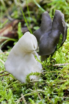 Witte kluifzwam Helvella crispa Holsteelkluifzwam Helvella elastica kl.jpg