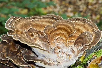 Reuzenzwam Meripilus giganteus .jpg