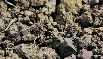 Blauwvleugelsprinkhaan Oedipoda caerulescenskopie kl.jpg