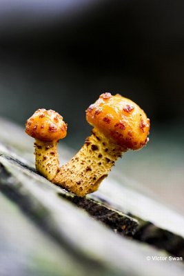 Goudvliesbundelzwam  Pholiota aurivella.jpg