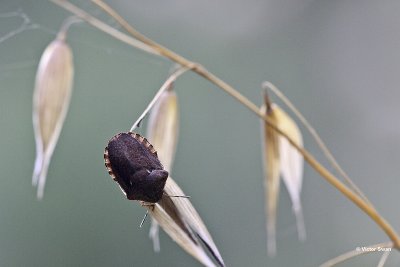 Eurygaster maura.jpg