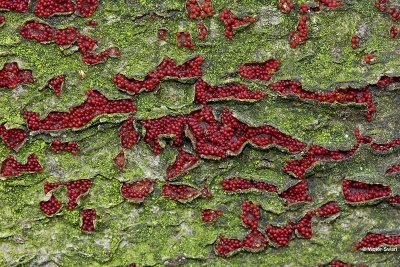 Bloedrood meniezwammetje Nectria coccinea.jpg