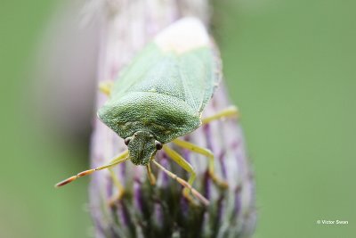 Groene stinkwants Palomena prasina.jpg