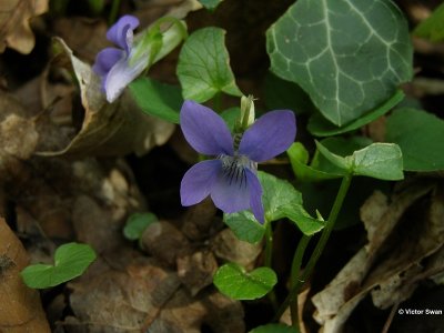 Bleeksporig bos viooltje Viola riviniana.JPG