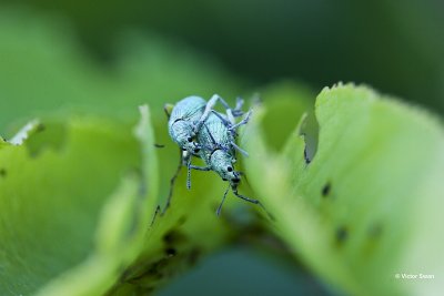 Groene snuitkever Phyllobius argentatus.jpg