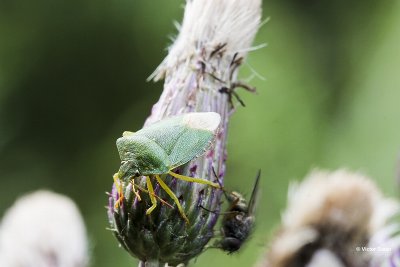 Groene stinkwants Palomena prasina.jpg