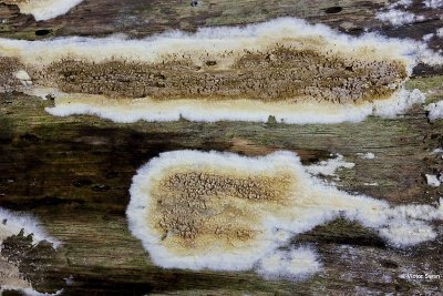 Dikke kelderzwam Coniophora puteana .jpg