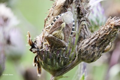 Bessenwants Dolycoris baccarum .jpg