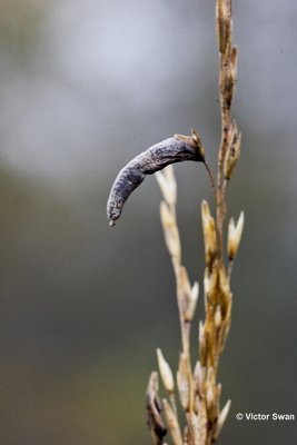 Moederkoorn  Claviceps purpurea.jpg