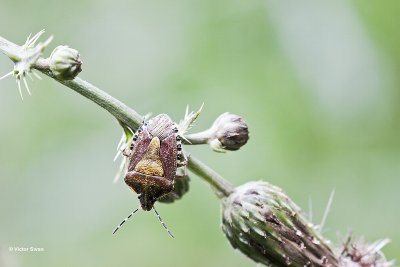 Bessenwants Dolycoris baccarum .jpg