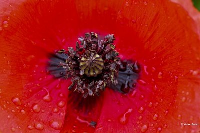 Grote klaproos Papaver rhoeas .jpg